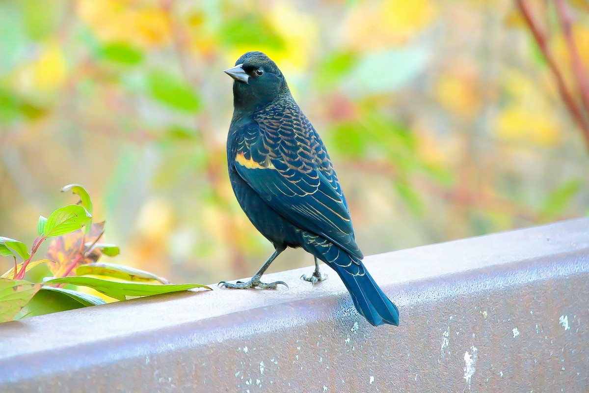 Red-winged Blackbird - ML644293775