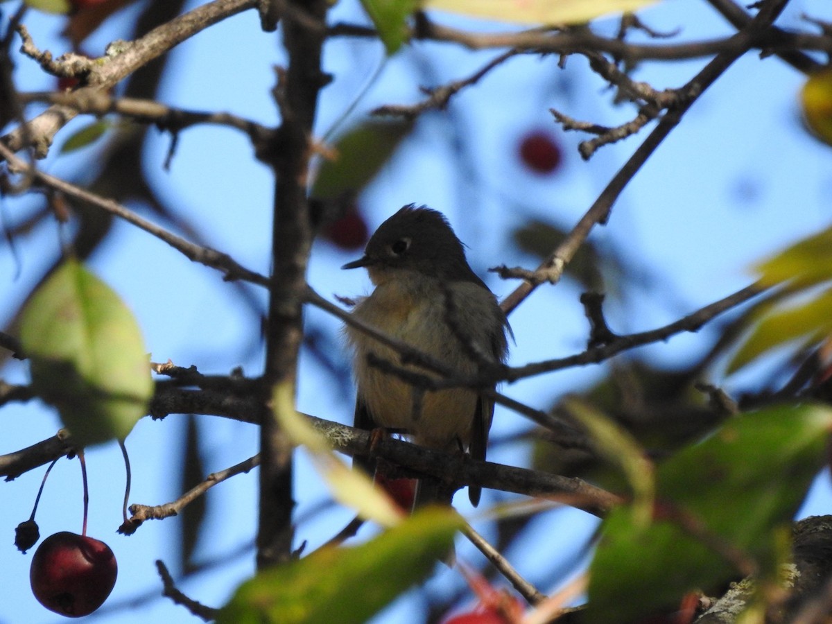 Roitelet à couronne rubis - ML644293781