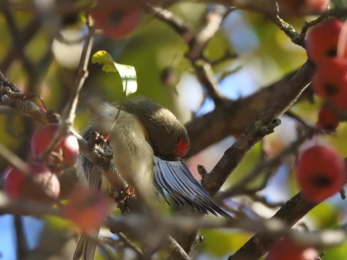 Roitelet à couronne rubis - ML644293782