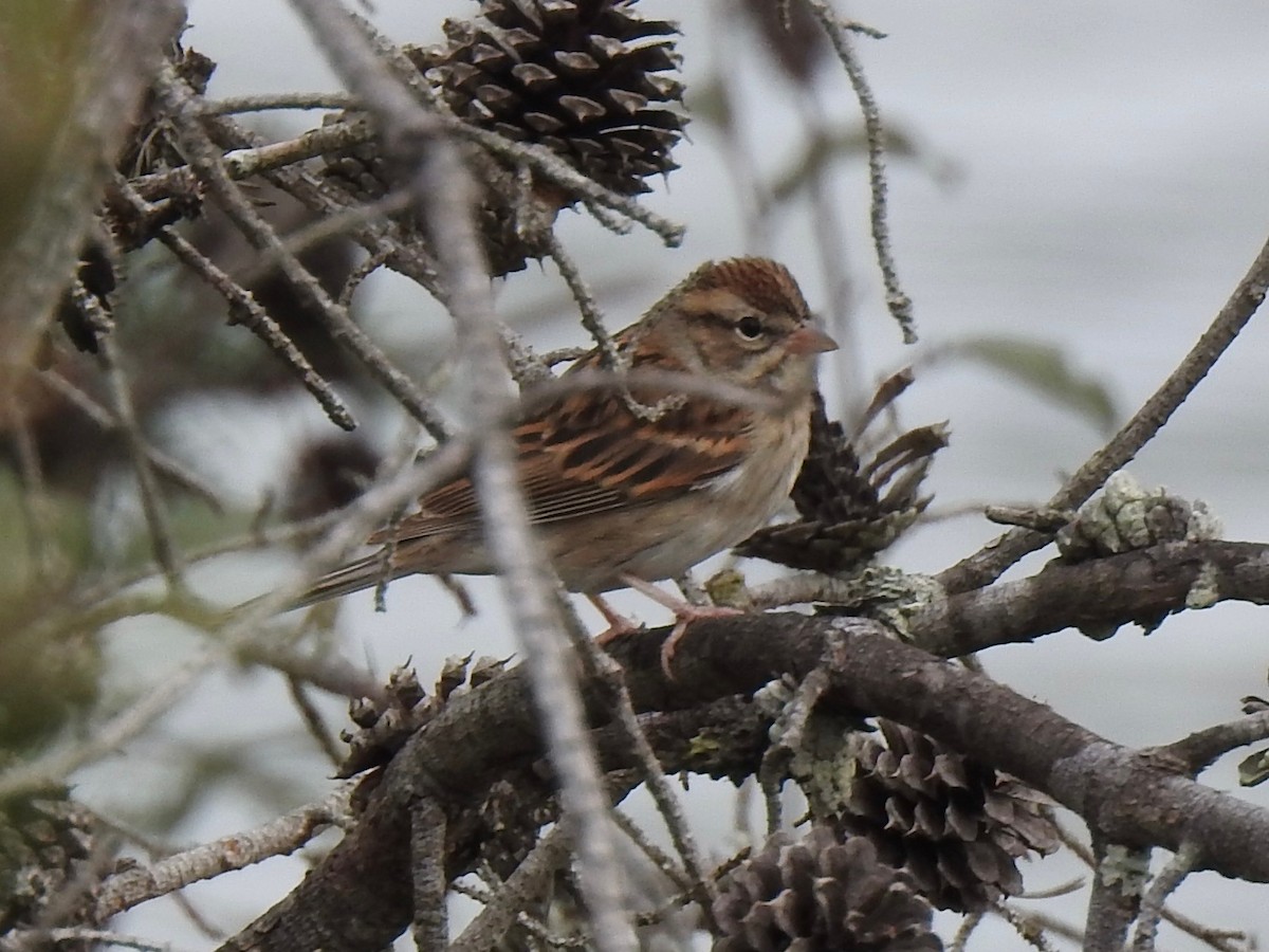 Chipping Sparrow - ML644293805