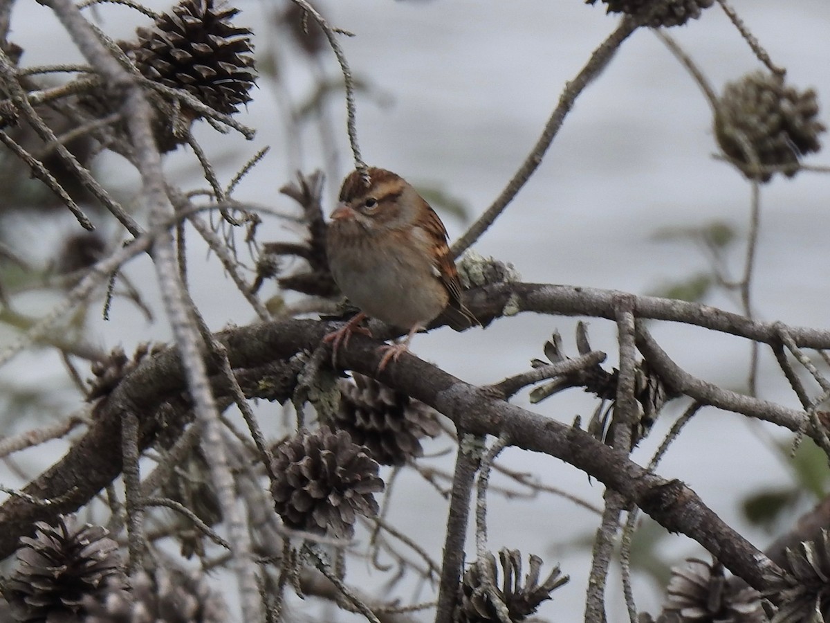 Chipping Sparrow - ML644293806