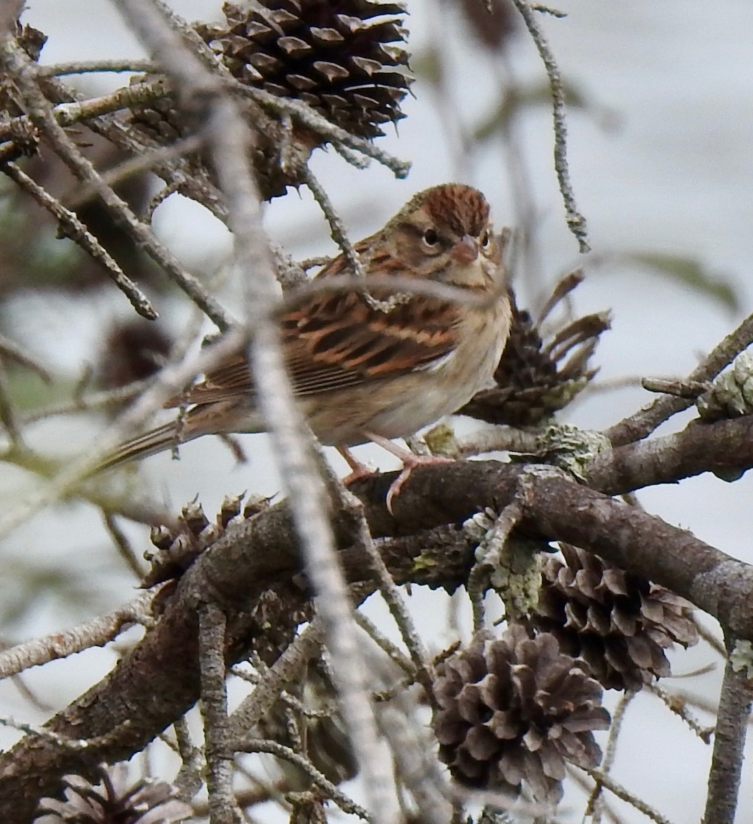 Chipping Sparrow - ML644293807