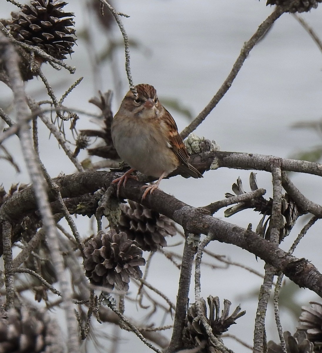 Chipping Sparrow - ML644293808