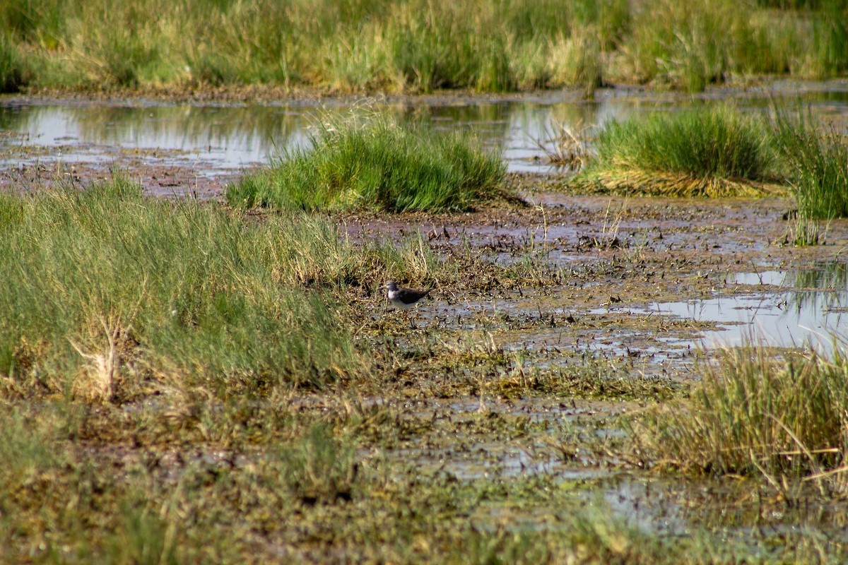 Lesser Yellowlegs - ML644293811