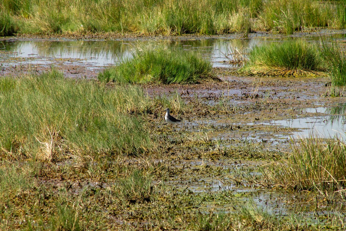 Lesser Yellowlegs - ML644293812