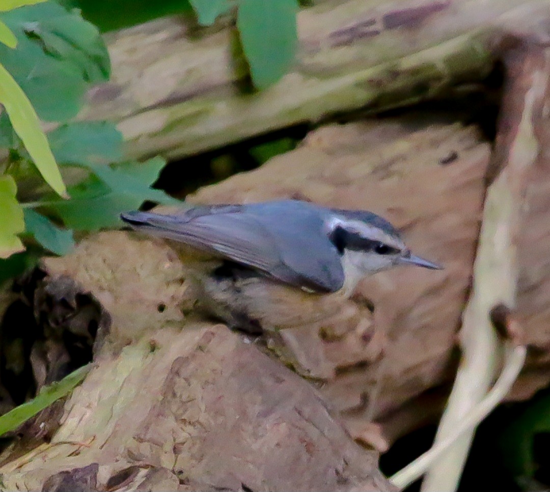 Red-breasted Nuthatch - ML644293815