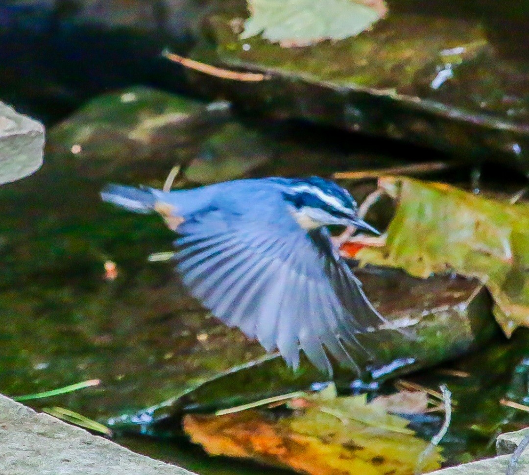 Red-breasted Nuthatch - ML644293823