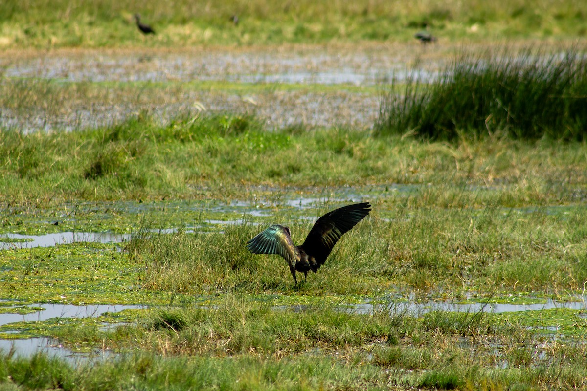 White-faced Ibis - ML644293824