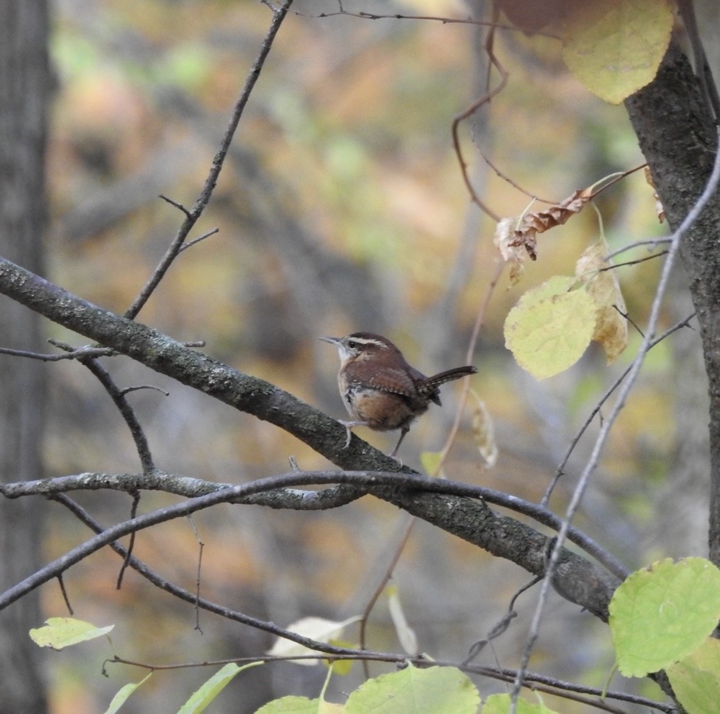 Troglodyte de Caroline - ML644293829