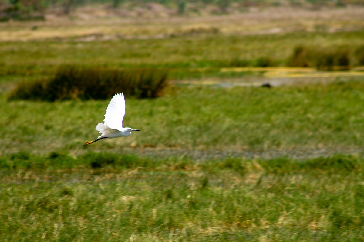 Snowy Egret - ML644293834