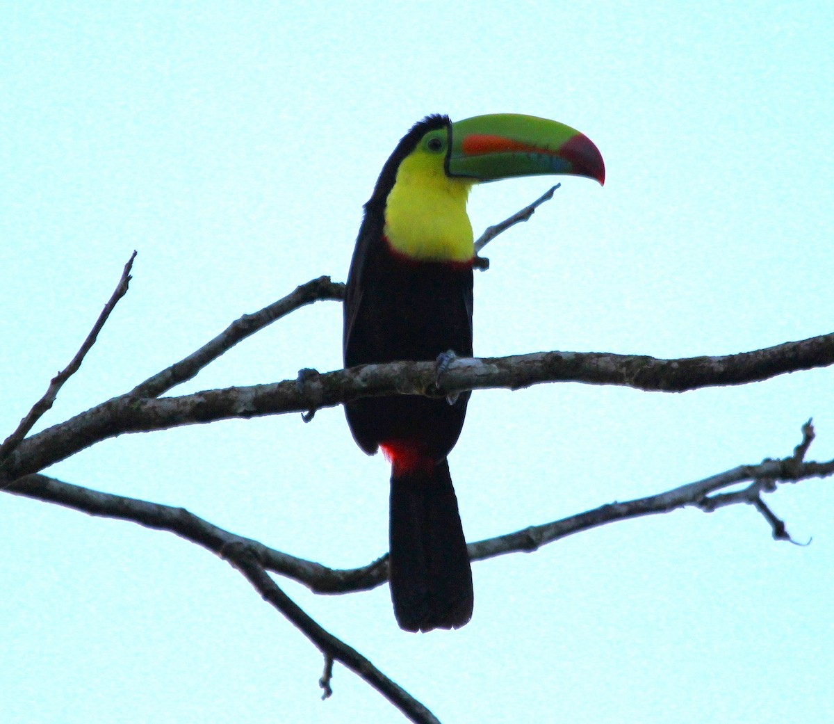 tukan středoamerický - ML644293840