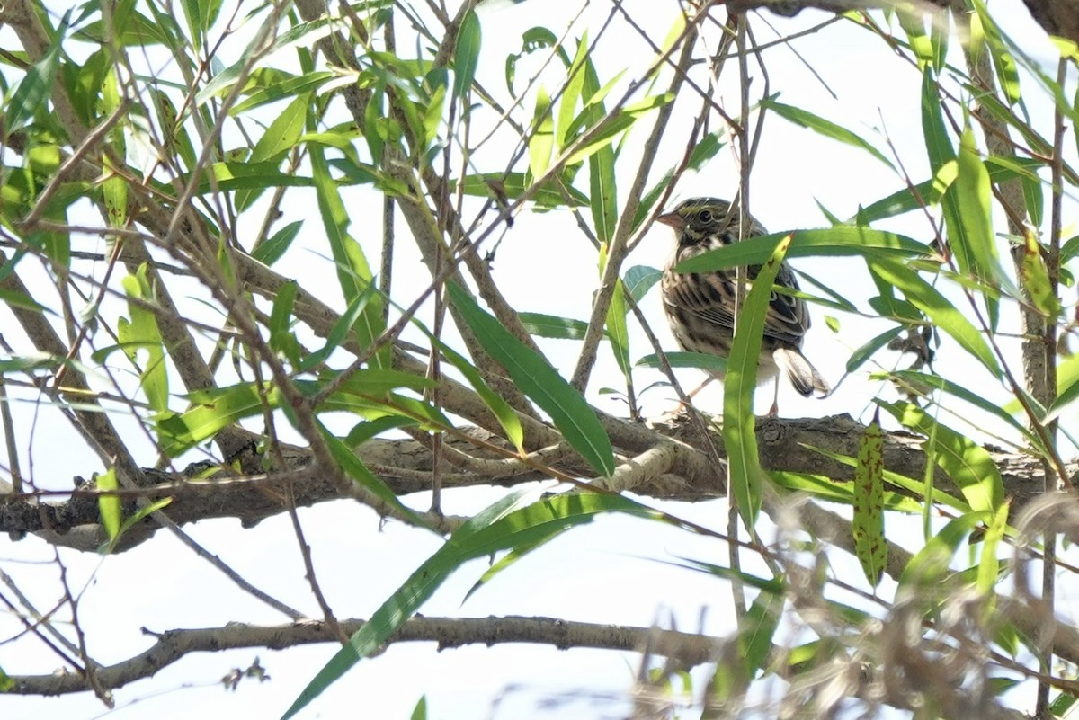 גיבתונית ערבות - ML644293858