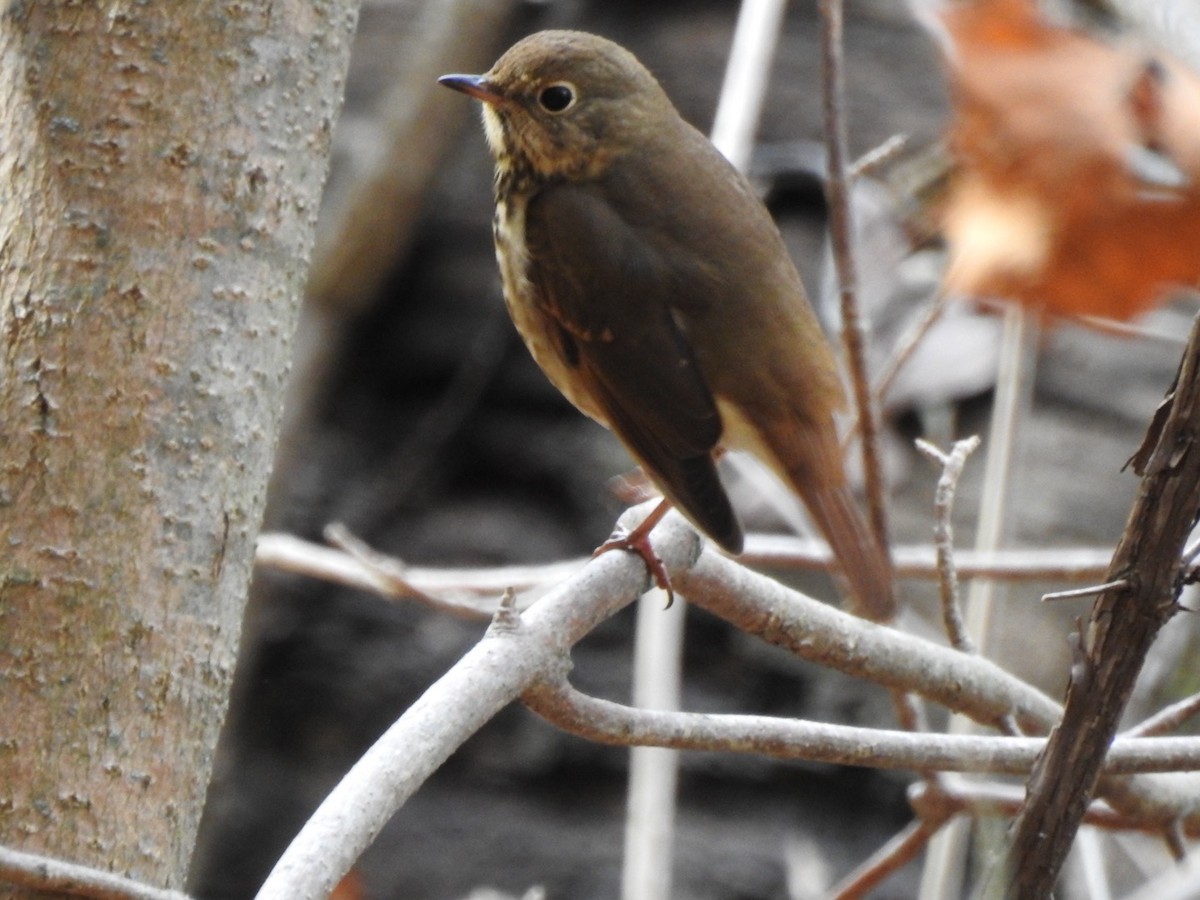 Grive solitaire - ML644293859