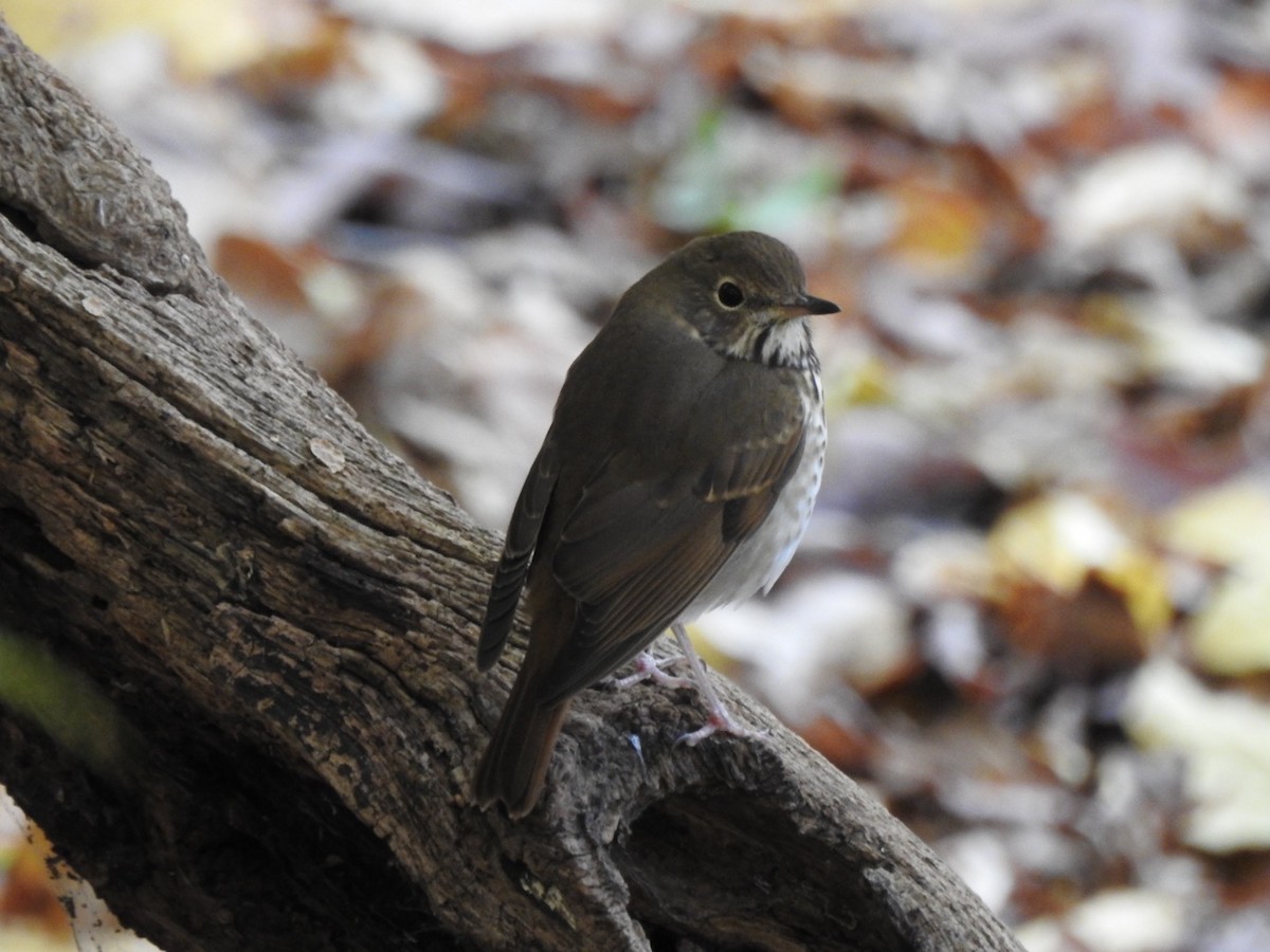 Grive solitaire - ML644293861