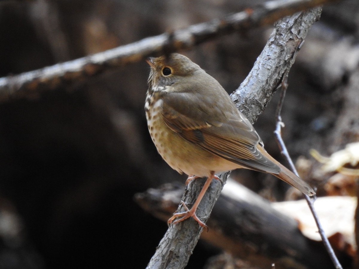 Grive solitaire - ML644293862