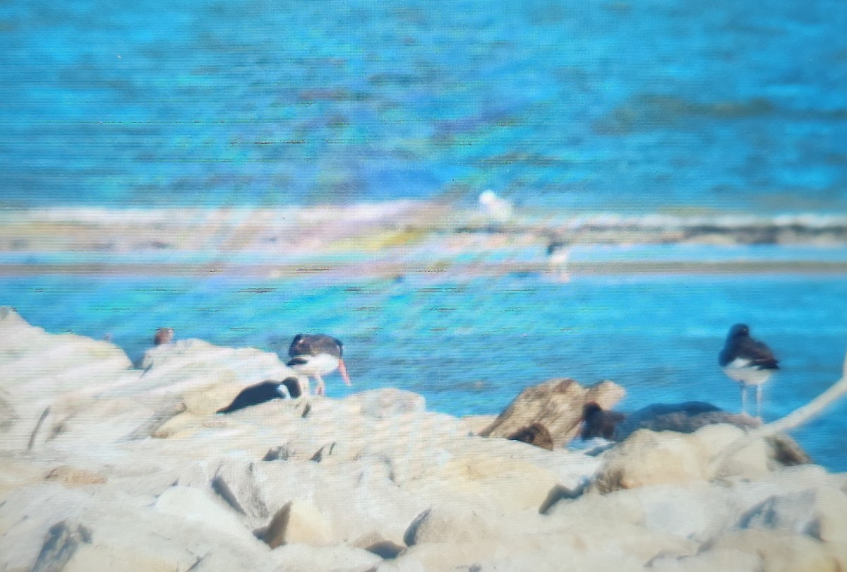 American Oystercatcher - ML644293878