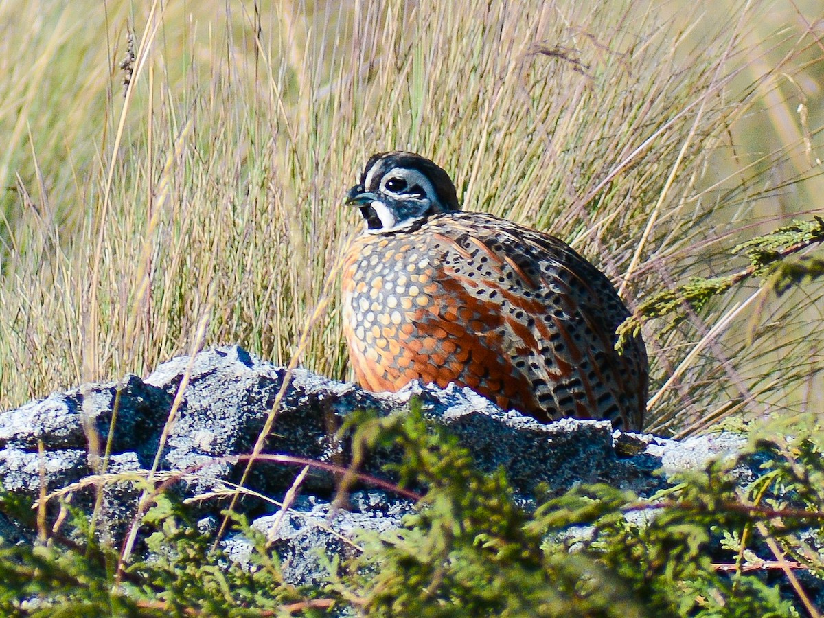 Ocellated Quail - ML644293880