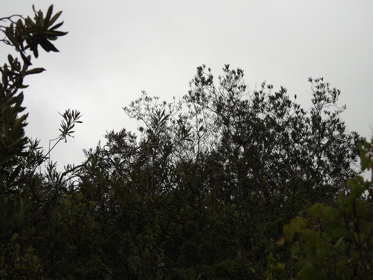 Ocellated Thrasher - ML644293884