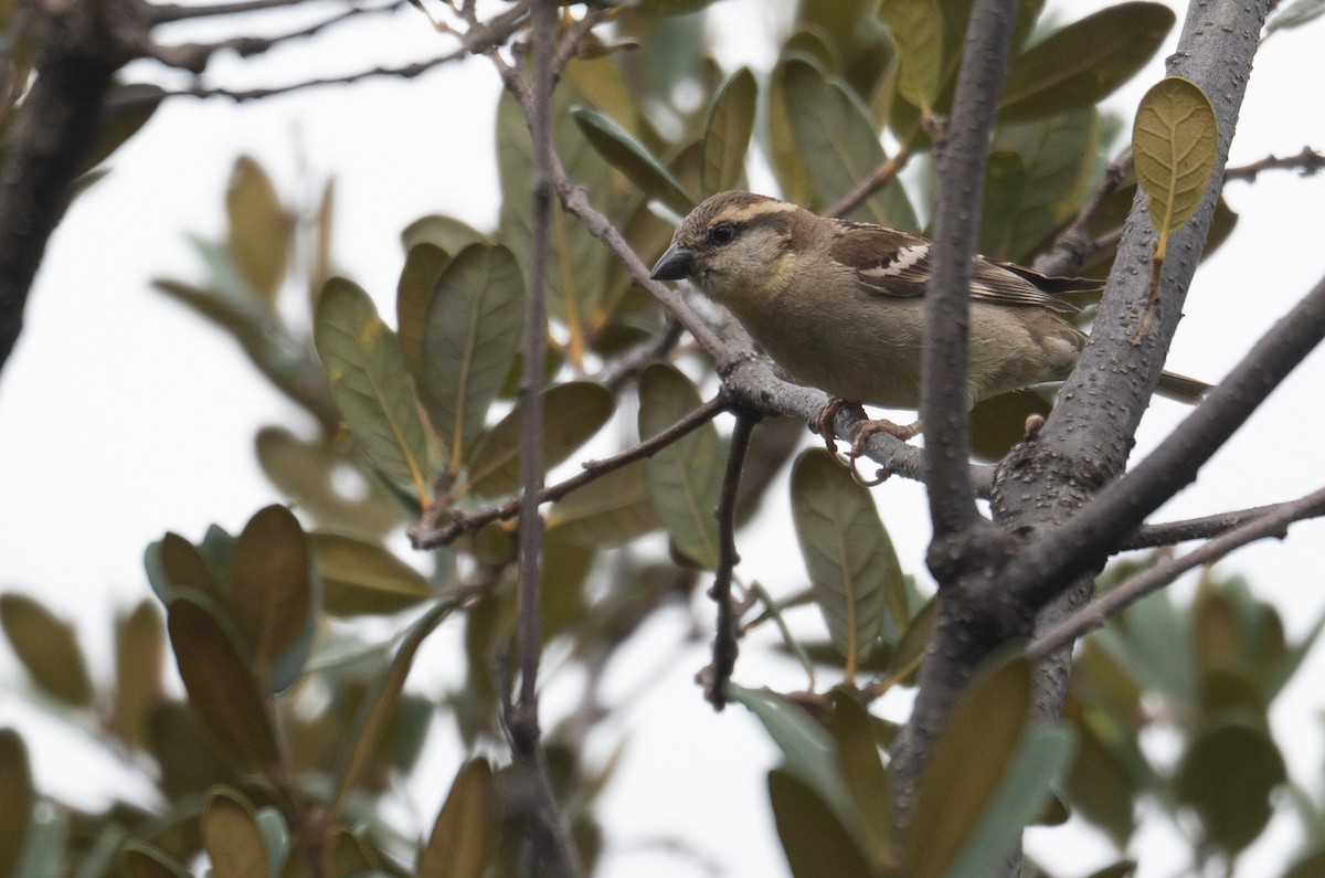 山麻雀 - ML644293889