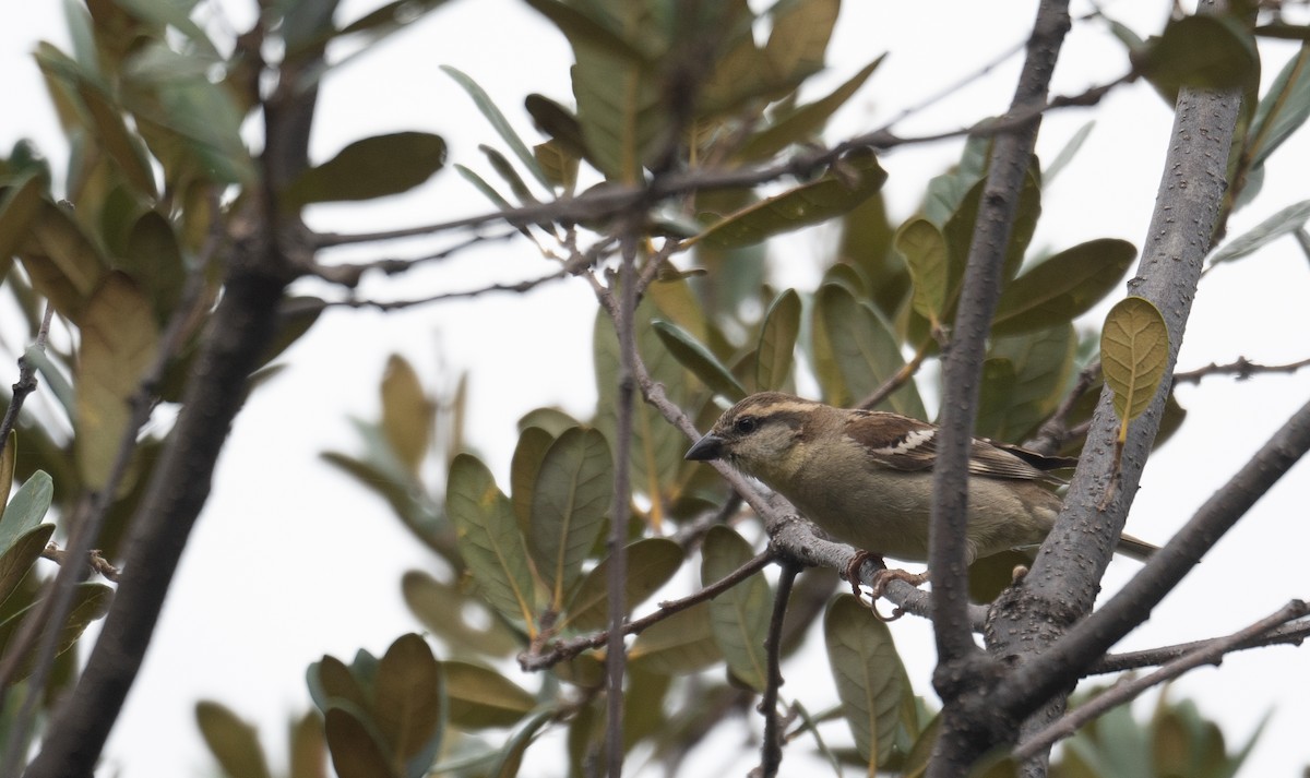 山麻雀 - ML644293890