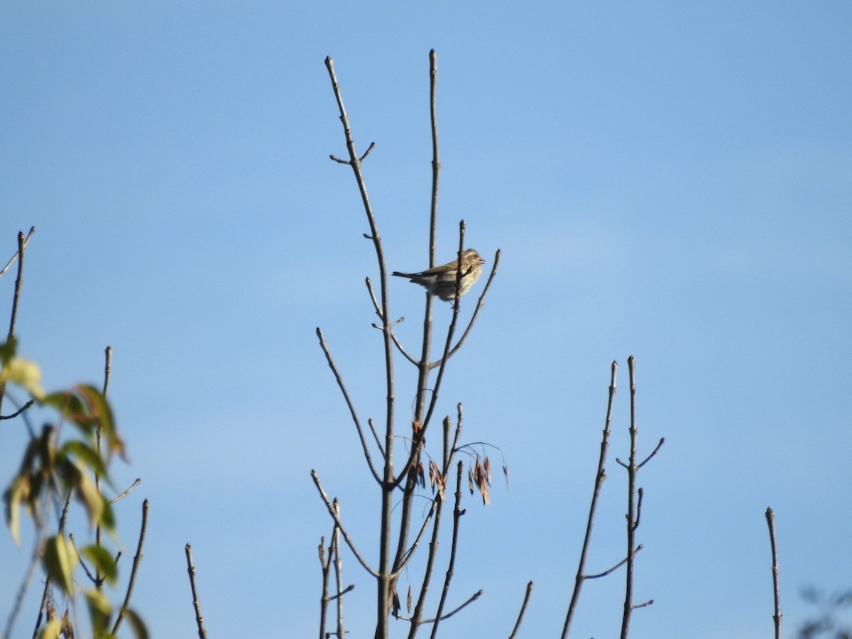 Roselin pourpré - ML644293891