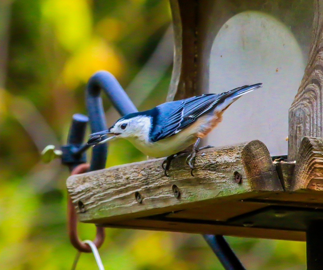 White-breasted Nuthatch - ML644293896