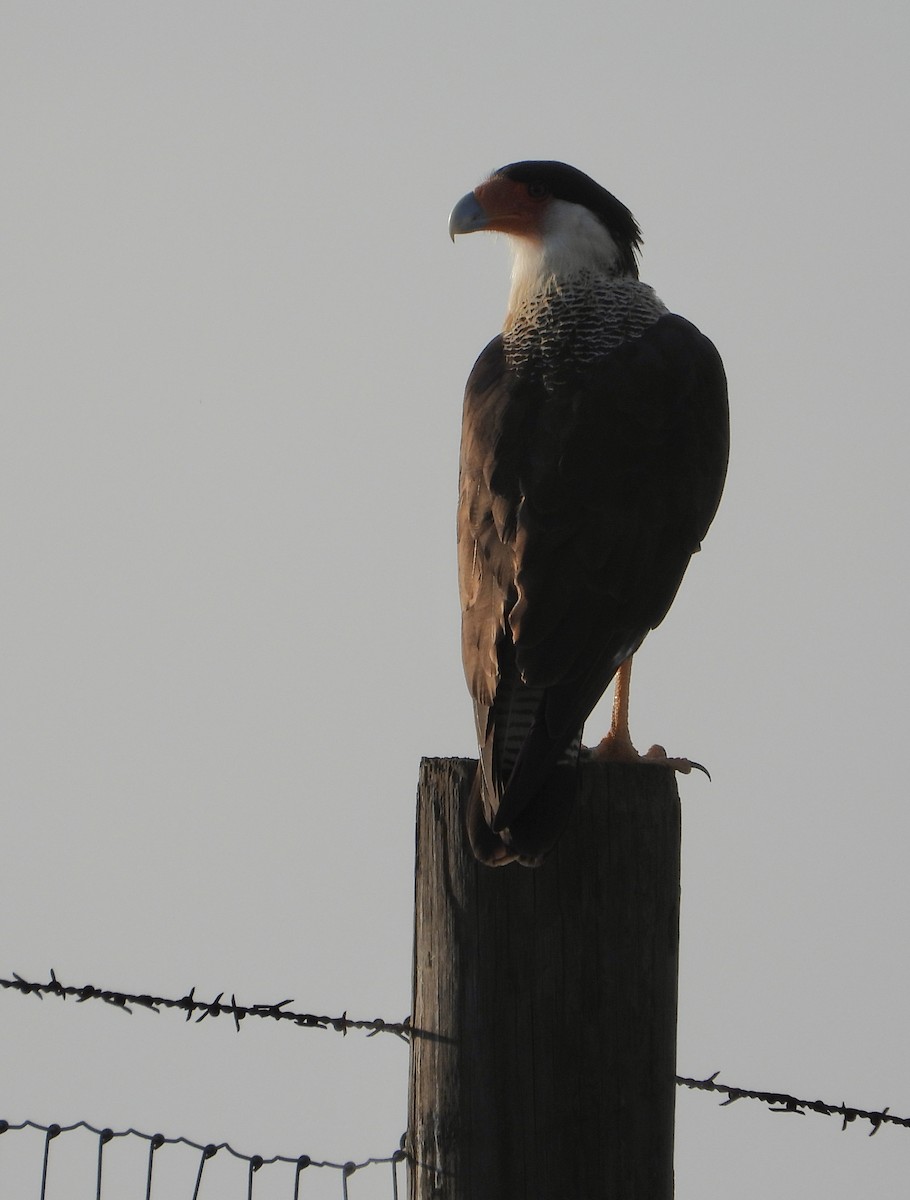 ミナミカラカラ - ML644293897