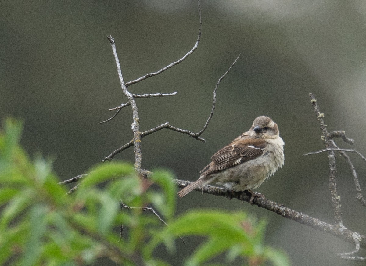 山麻雀 - ML644293898