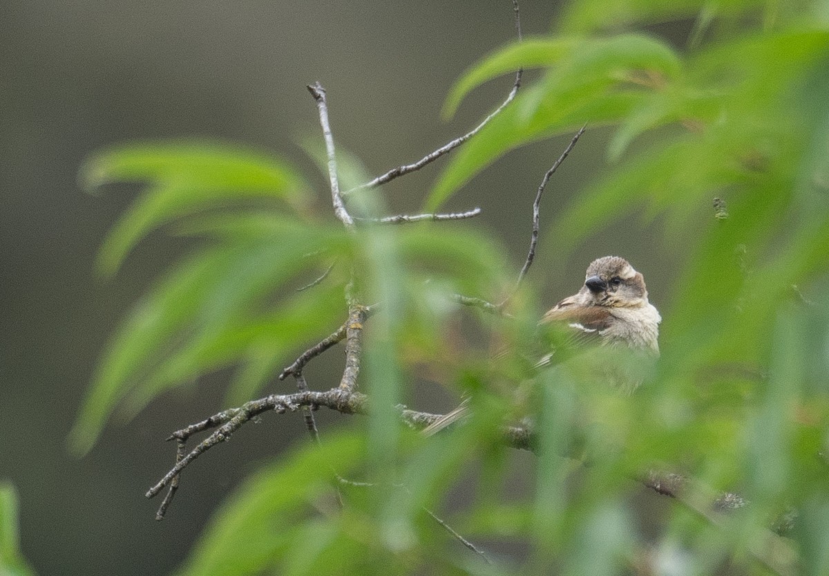 山麻雀 - ML644293899