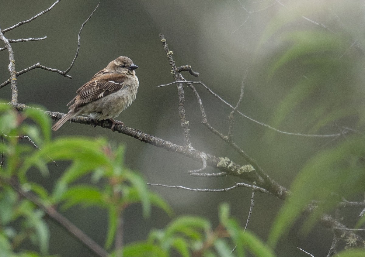 山麻雀 - ML644293900