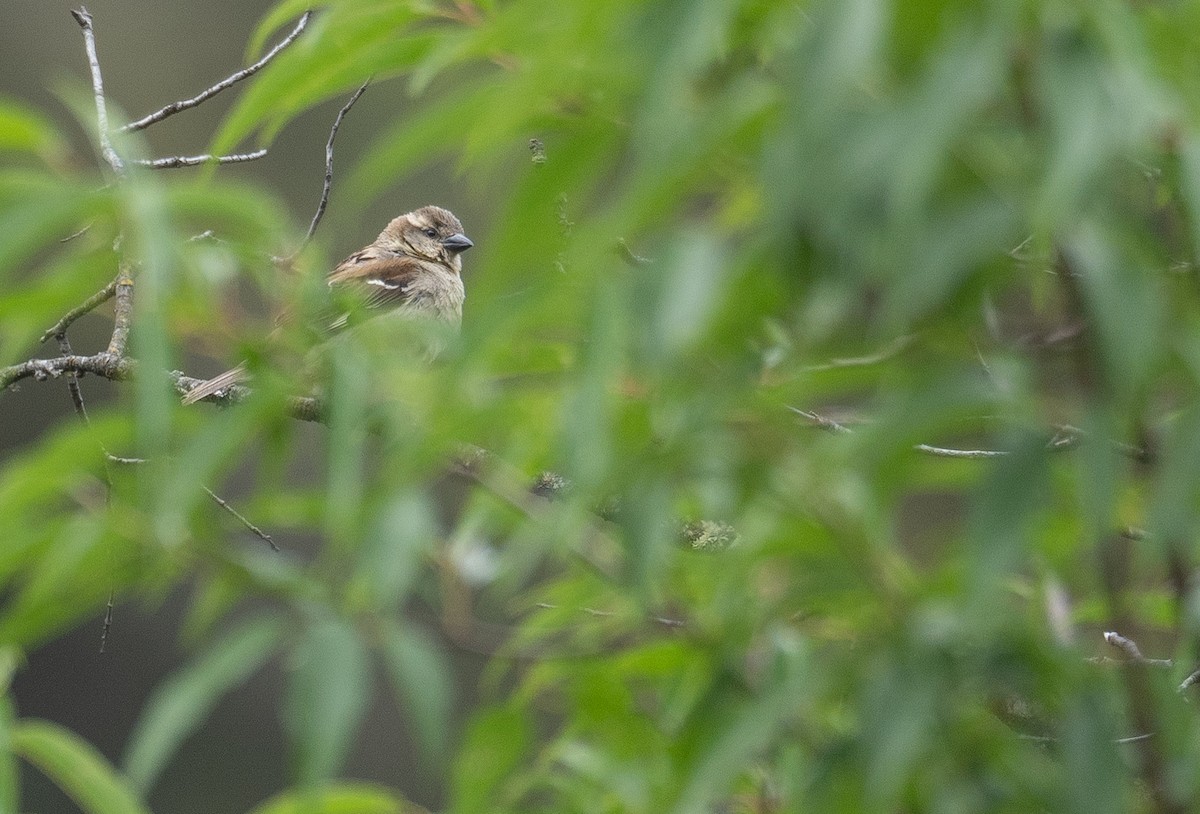 山麻雀 - ML644293901