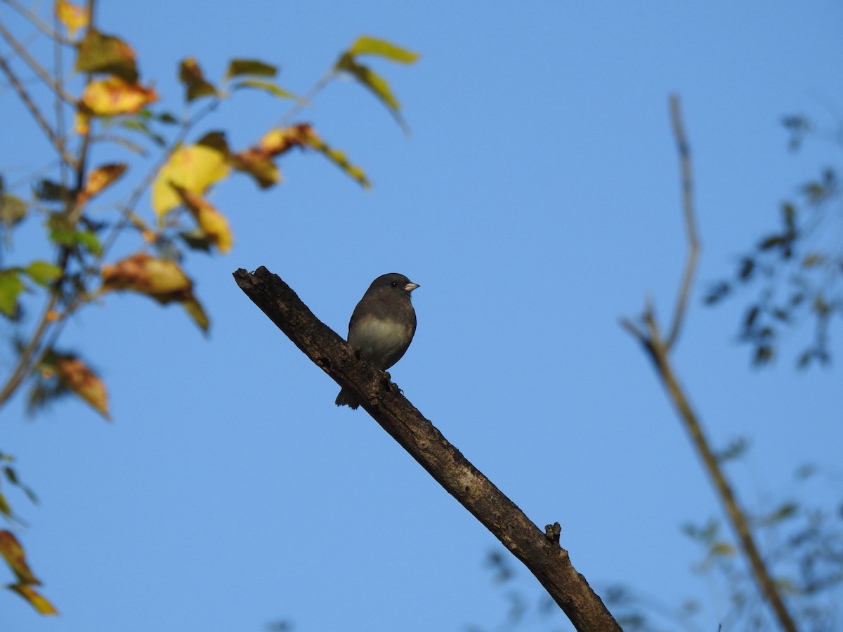 Junco ardoisé - ML644293903