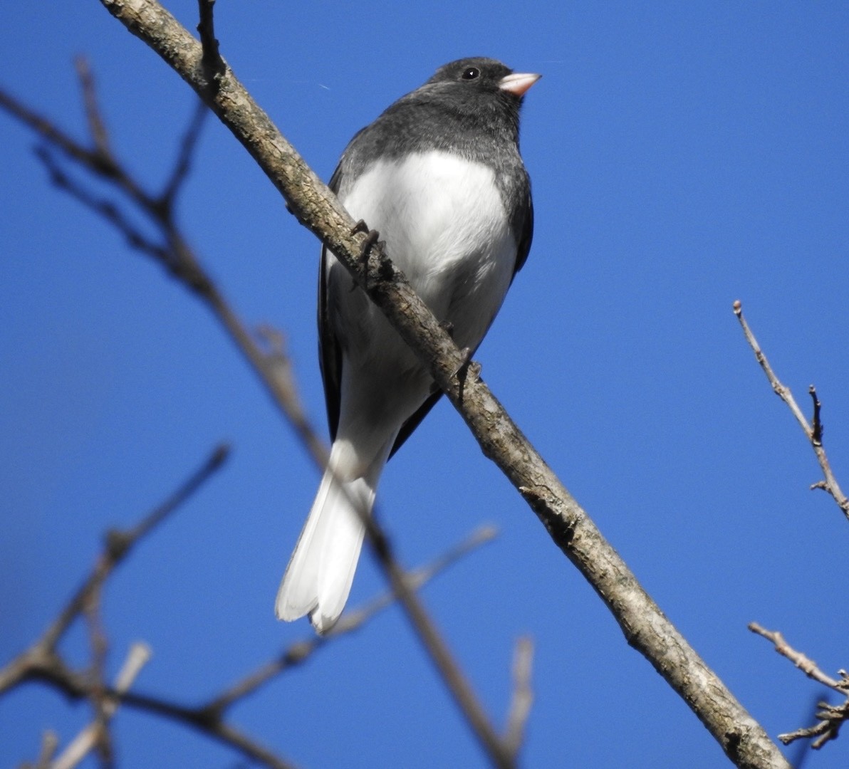 Junco ardoisé - ML644293904