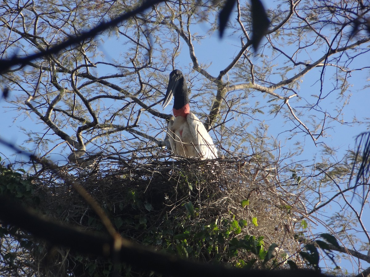 Jabiru - ML644293914