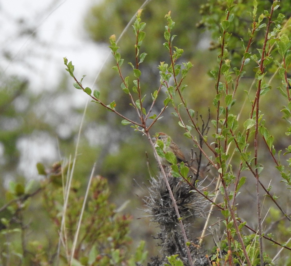 Rufous-crowned Sparrow - ML644293918