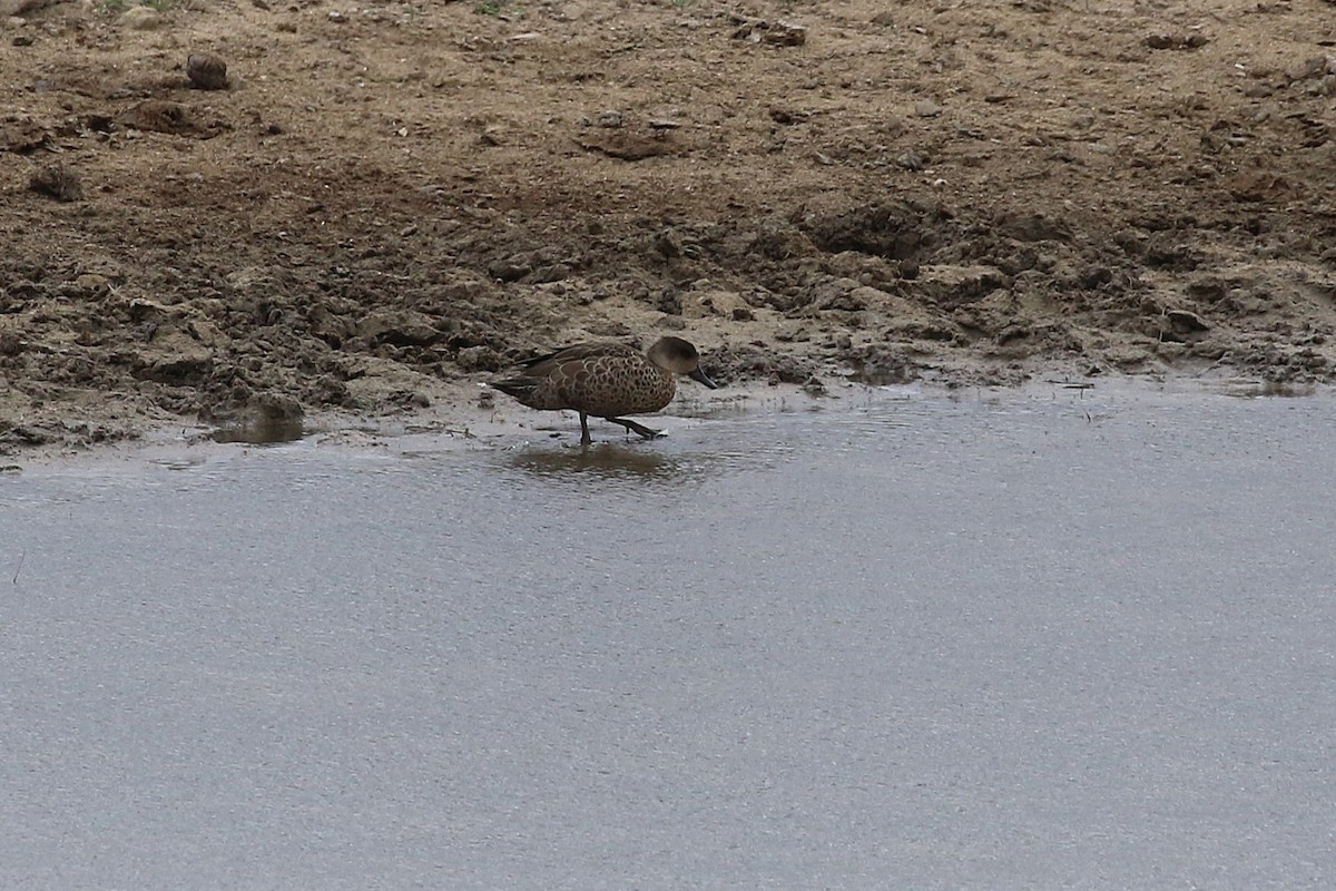 Zertzeta grisa - ML644293920