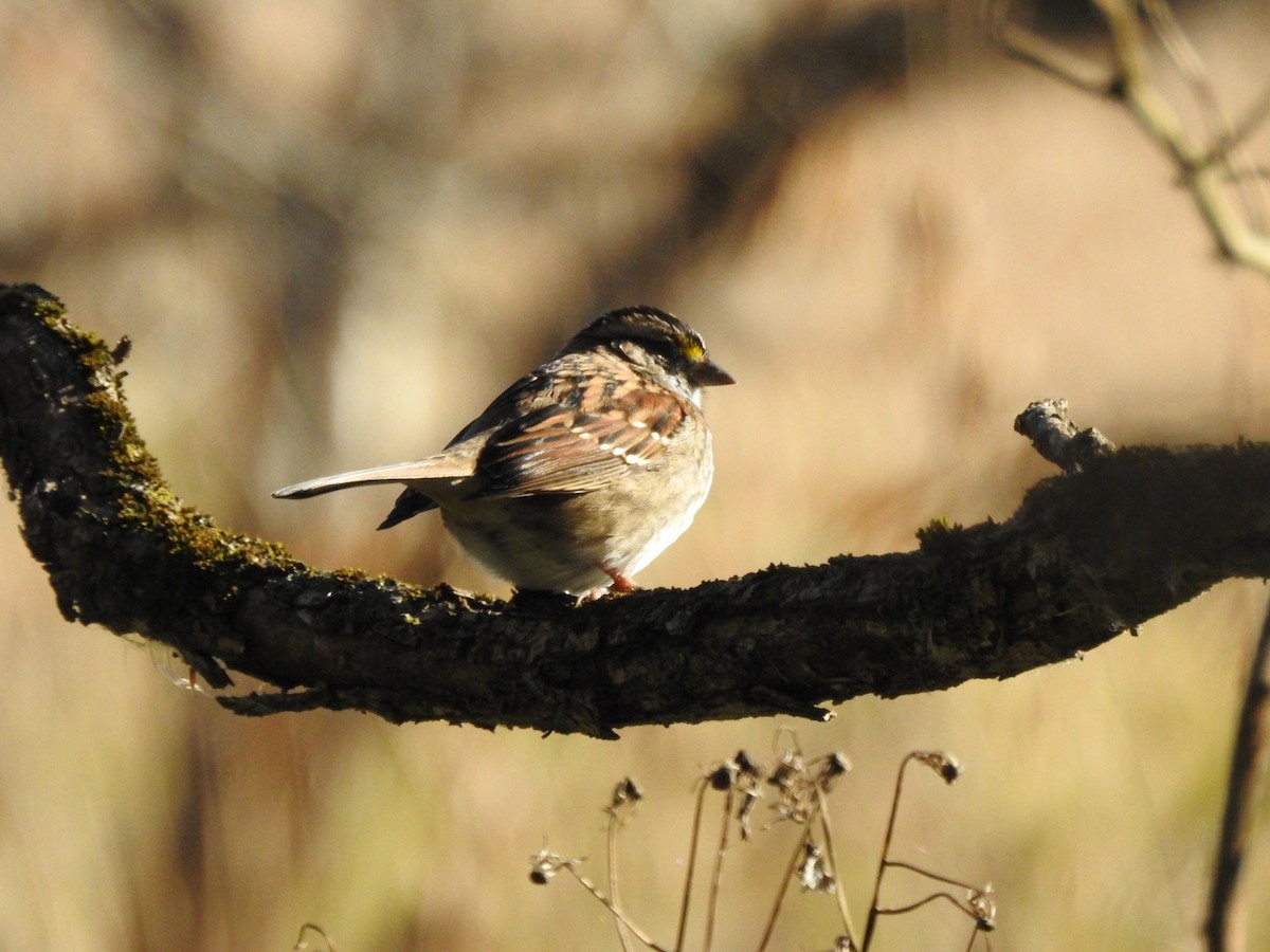 Bruant à gorge blanche - ML644293923