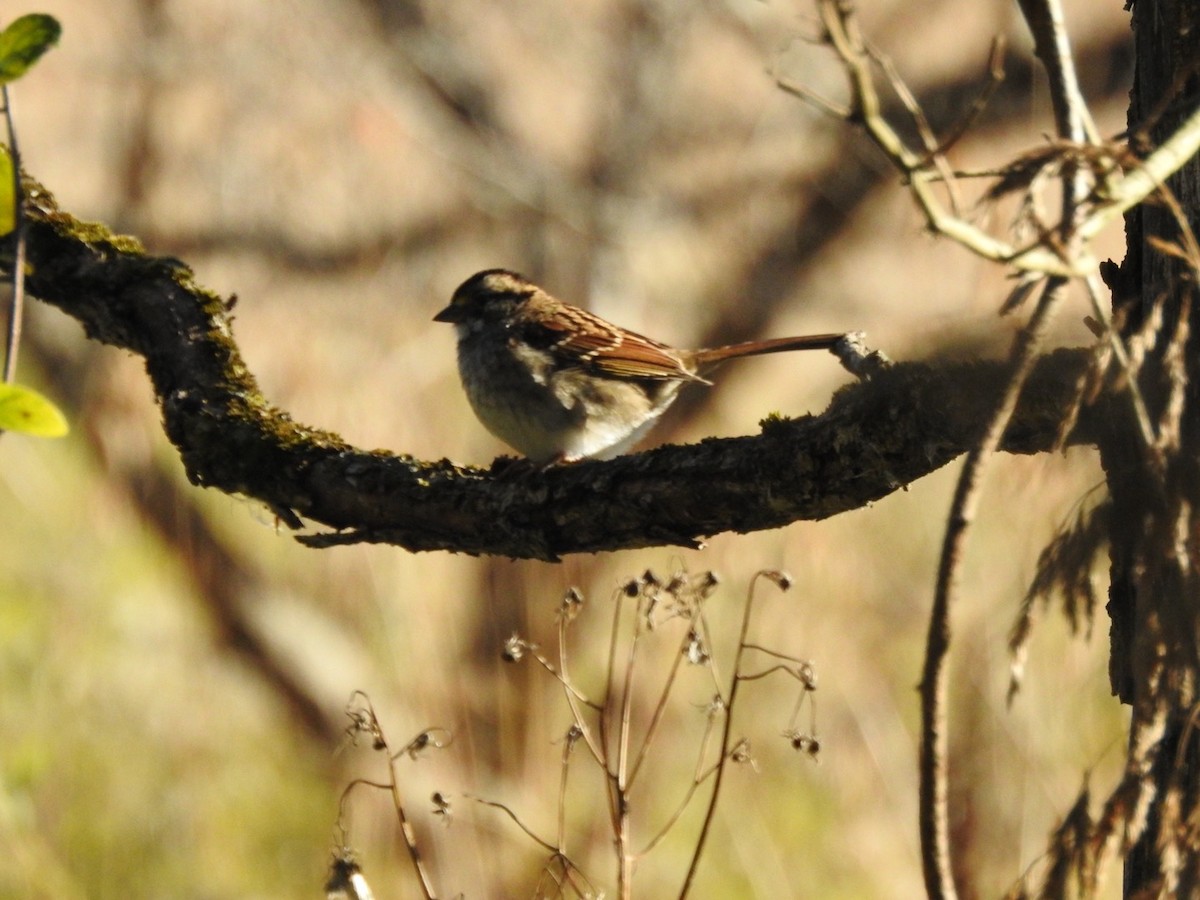 Bruant à gorge blanche - ML644293924