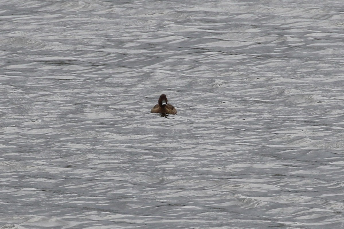 Hardhead - ML644293931