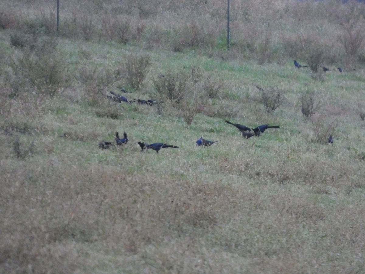 Great-tailed Grackle - ML644293948