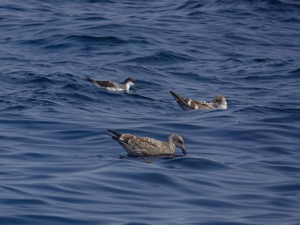 Буллеров буревестник - ML644293951