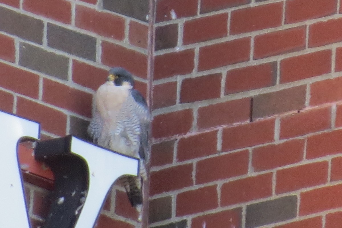 遊隼 - ML644293953