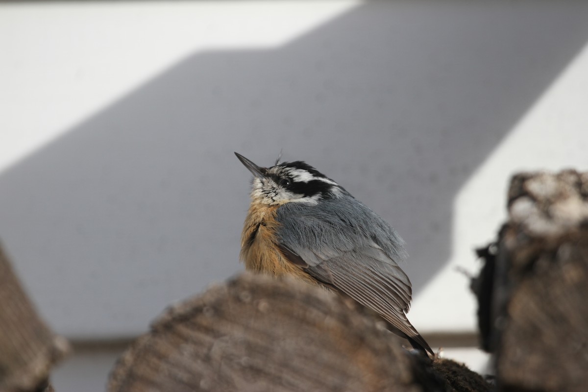 Sittelle à poitrine rousse - ML644293956