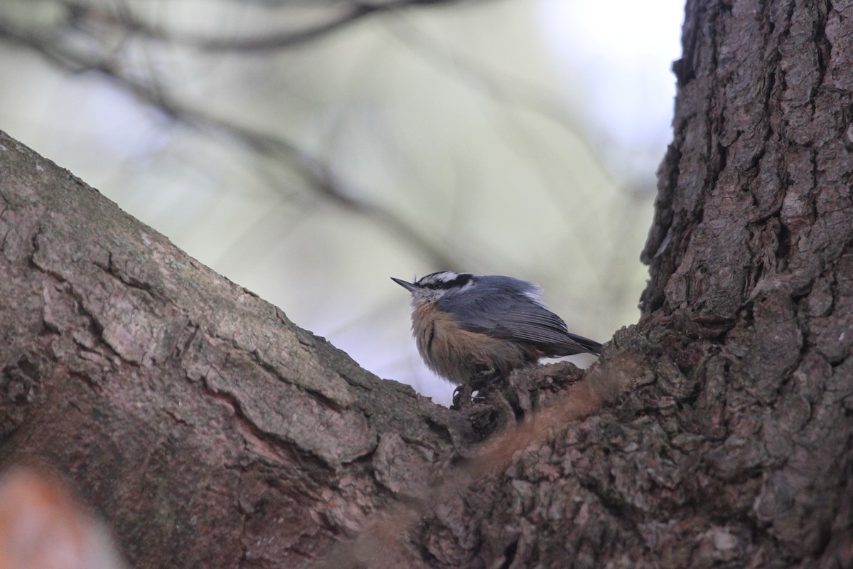 Sittelle à poitrine rousse - ML644293957