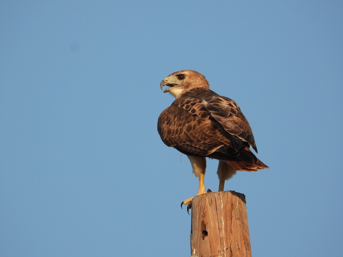 Red-tailed Hawk - ML644293962