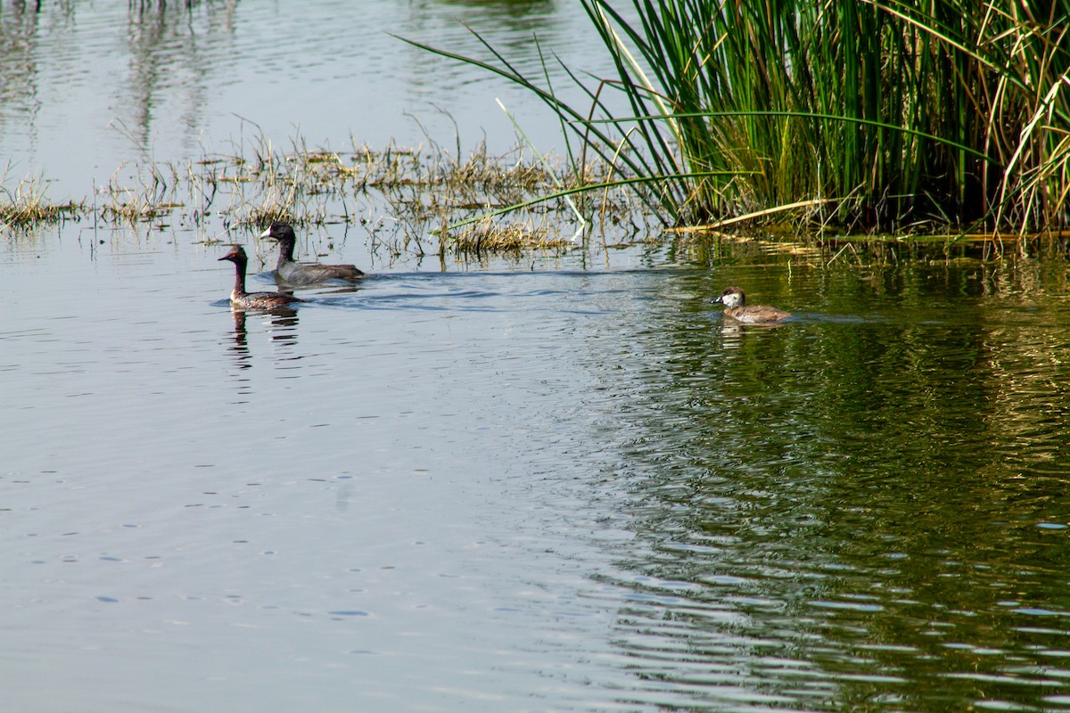 Schwarzhalstaucher - ML644293968