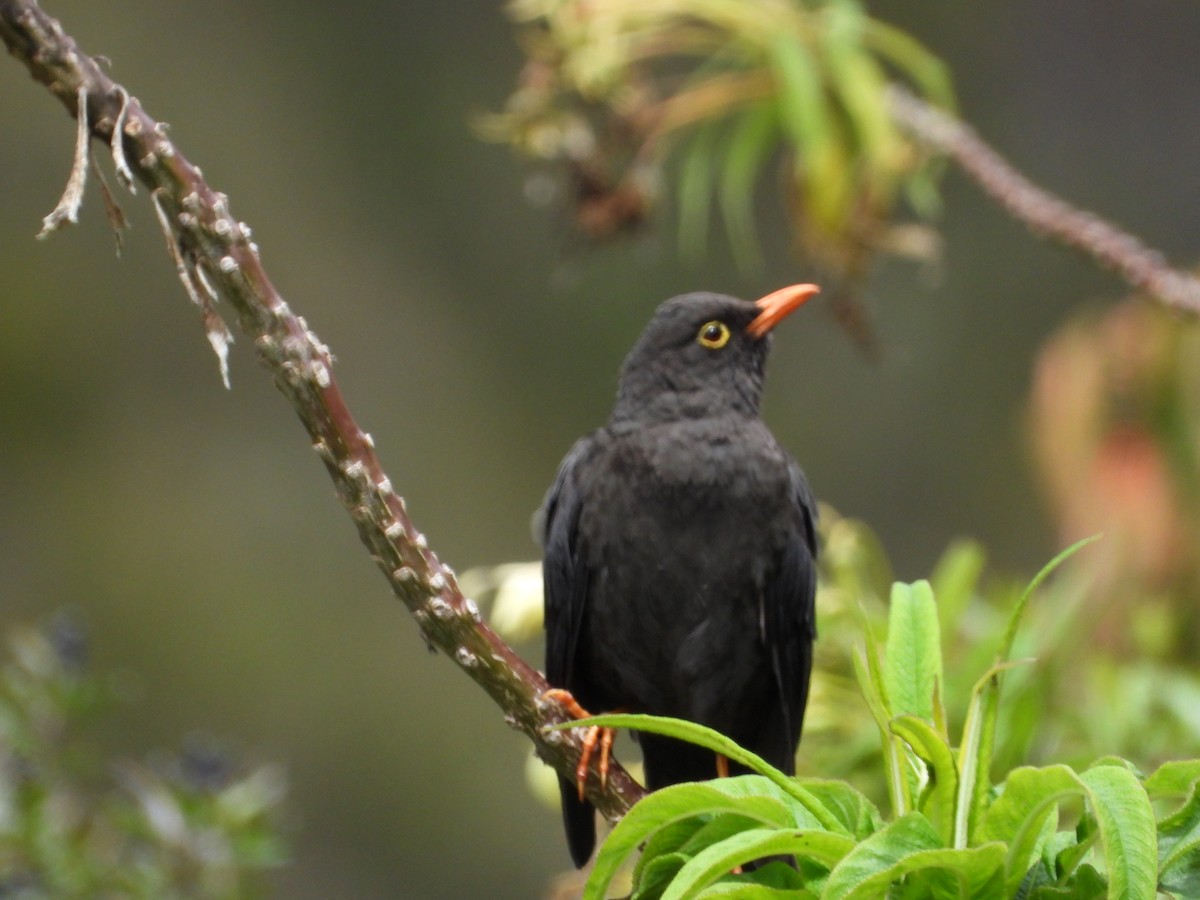 Great Thrush - ML644293971