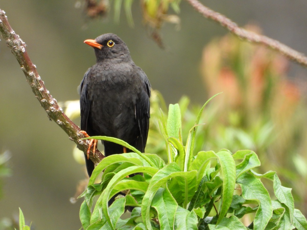 Great Thrush - ML644293972