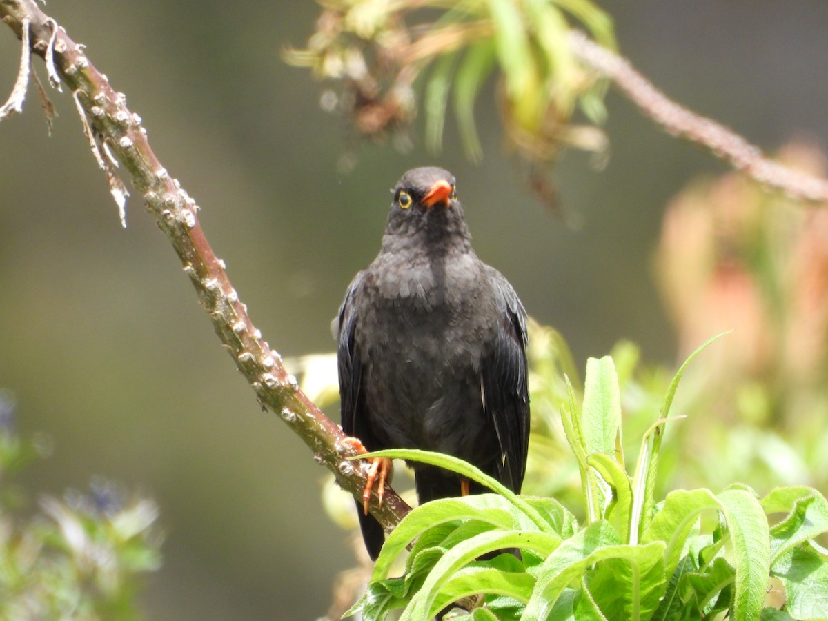 Great Thrush - ML644293973