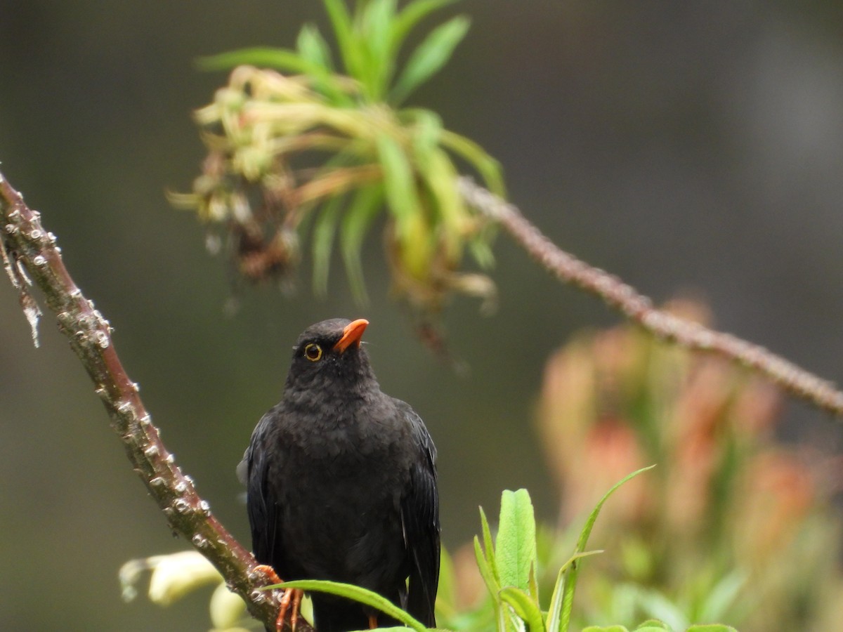 Great Thrush - ML644293974